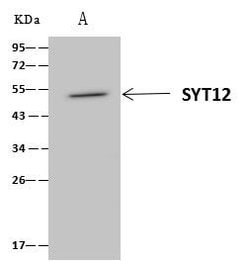 SYT12 Polyclonal Antibody:Antibodies, Polyclonal