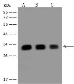 Invitrogen C19orf52 Polyclonal Antibody 100 μL; Unconjugated:Antibodies,
