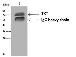 Invitrogen Transketolase Polyclonal Antibody 100 &mu;L; Unconjugated:Antibodies,