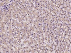 Invitrogen TMED2 Polyclonal Antibody 100 &mu;L; Unconjugated:Antibodies,