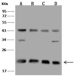 Invitrogen TMED2 Polyclonal Antibody 100 &mu;L; Unconjugated:Antibodies,