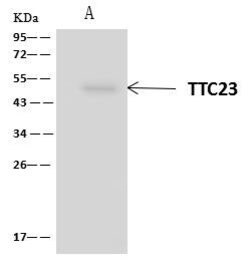 Invitrogen TTC23 Polyclonal Antibody 100 &mu;L | Buy Online | Invitrogen&trade; | Fisher Scientific