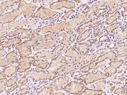 Invitrogen TTLL12 Polyclonal Antibody 100 &mu;L; Unconjugated:Antibodies,