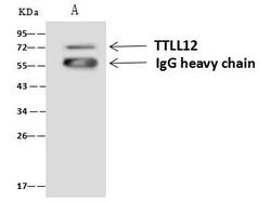 Invitrogen TTLL12 Polyclonal Antibody 100 &mu;L; Unconjugated:Antibodies,