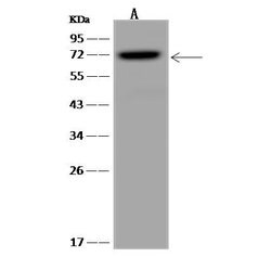 Invitrogen TTLL12 Polyclonal Antibody 100 &mu;L; Unconjugated:Antibodies,