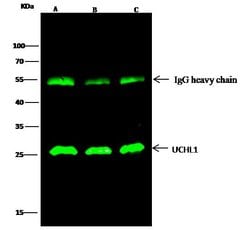 Invitrogen PGP9.5 Polyclonal Antibody 100 &mu;L; Unconjugated:Antibodies,