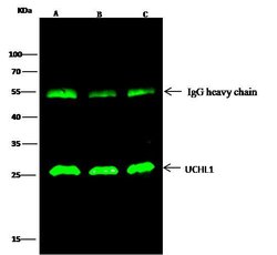 Invitrogen PGP9.5 Polyclonal Antibody 100 &mu;L; Unconjugated:Antibodies,