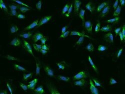 Invitrogen UCKL1 Polyclonal Antibody 100 &mu;L; Unconjugated:Antibodies,
