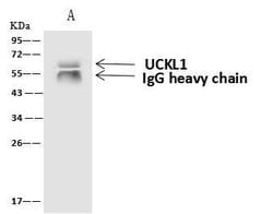 Invitrogen UCKL1 Polyclonal Antibody 100 &mu;L; Unconjugated:Antibodies,