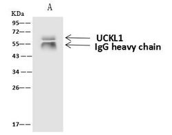 Invitrogen UCKL1 Polyclonal Antibody 100 &mu;L; Unconjugated:Antibodies,