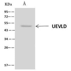 Invitrogen UEVLD Polyclonal Antibody 100 &mu;L; Unconjugated:Antibodies,