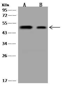 Invitrogen UEVLD Polyclonal Antibody 100 &mu;L; Unconjugated:Antibodies,