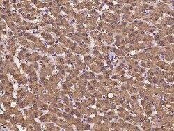 Invitrogen UGP2 Polyclonal Antibody 100 &mu;L; Unconjugated:Antibodies,