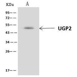 Invitrogen UGP2 Polyclonal Antibody 100 &mu;L; Unconjugated:Antibodies,