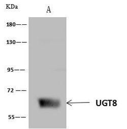 Invitrogen UGT8 Polyclonal Antibody 100 μL; Unconjugated:Antibodies,