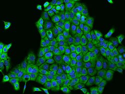 VARS Polyclonal Antibody:Antibodies, Polyclonal