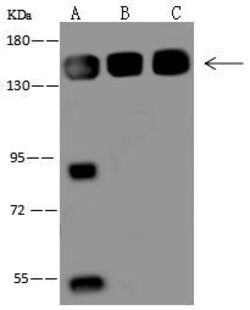 VARS Polyclonal Antibody:Antibodies, Polyclonal