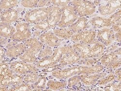 Invitrogen Vinculin Polyclonal Antibody 100 &mu;L; Unconjugated:Antikroppar