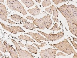 Invitrogen™ Vinculin Polyclonal Antibody