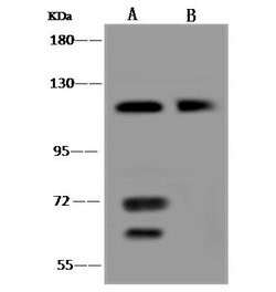 Invitrogen CCDC132 Polyclonal Antibody 100 &mu;L; Unconjugated:Antibodies,