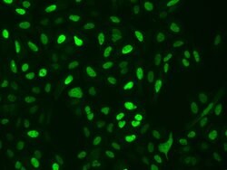 Invitrogen WDR61 Polyclonal Antibody 100 &mu;L; Unconjugated:Antibodies,