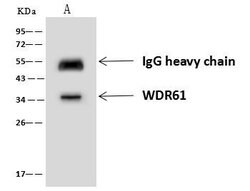 Invitrogen WDR61 Polyclonal Antibody 100 &mu;L; Unconjugated:Antibodies,