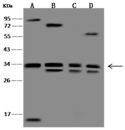 Invitrogen WDR61 Polyclonal Antibody 100 &mu;L; Unconjugated:Antibodies,