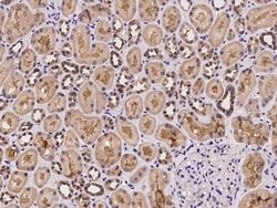 WDR77 Rabbit anti-Human, Polyclonal, Invitrogen 100 &mu;L; Unconjugated:Antibodies,