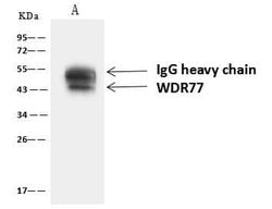 WDR77 Rabbit anti-Human, Polyclonal, Invitrogen 100 &mu;L; Unconjugated:Antibodies,