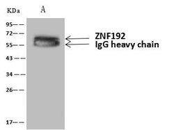 Invitrogen ZNF192 Polyclonal Antibody 100 &mu;L; Unconjugated:Antibodies,