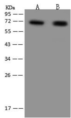 Invitrogen ZNF192 Polyclonal Antibody 100 &mu;L; Unconjugated:Antibodies,