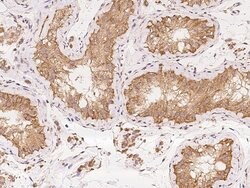 Invitrogen ZMAT1 Polyclonal Antibody 100 &mu;L; Unconjugated:Antibodies,