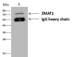 Invitrogen ZMAT1 Polyclonal Antibody 100 &mu;L; Unconjugated:Antibodies,