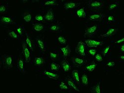 ZNF143 Polyclonal Antibody:Antibodies, Polyclonal
