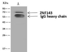 ZNF143 Polyclonal Antibody:Antibodies, Polyclonal