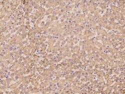 Invitrogen ZNF234 Polyclonal Antibody 100 &mu;L; Unconjugated:Antibodies,
