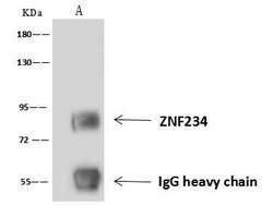 Invitrogen ZNF234 Polyclonal Antibody 100 &mu;L; Unconjugated:Antibodies,