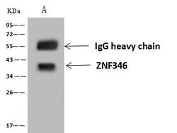 Invitrogen ZNF346 Polyclonal Antibody 100 &mu;L; Unconjugated:Antibodies,