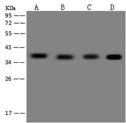 Invitrogen ZNF346 Polyclonal Antibody 100 &mu;L; Unconjugated:Antibodies,