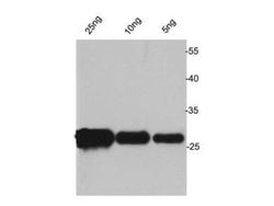 Avi tag Polyclonal Antibody, Invitrogen 100 &mu;L; Unconjugated:Antibodies,