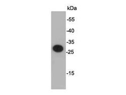 Invitrogen S tag Polyclonal Antibody 100 &mu;L; Unconjugated:Antibodies,