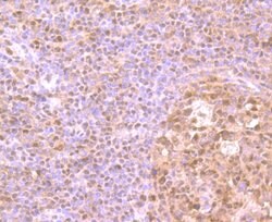 Invitrogen HMGB2 Polyclonal Antibody 100 &mu;L; Unconjugated:Antibodies,