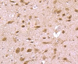 Invitrogen HMGB2 Polyclonal Antibody 100 &mu;L; Unconjugated:Antibodies,