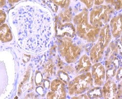 Invitrogen HMGB2 Polyclonal Antibody 100 &mu;L; Unconjugated:Antibodies,