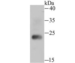 Invitrogen HMGB2 Polyclonal Antibody 100 &mu;L; Unconjugated:Antibodies,