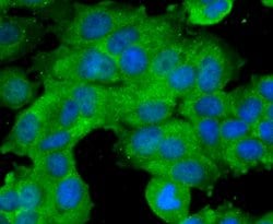 Invitrogen BMAL1 Polyclonal Antibody 100 &mu;L; Unconjugated:Antibodies,