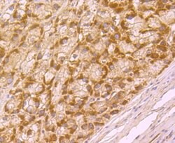 Invitrogen BMAL1 Polyclonal Antibody 100 &mu;L; Unconjugated:Antibodies,