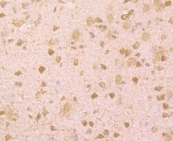 Invitrogen BMAL1 Polyclonal Antibody 100 &mu;L; Unconjugated:Antibodies,