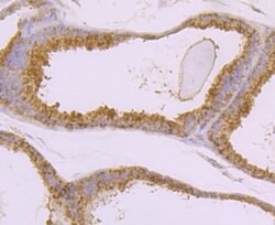 Invitrogen BMAL1 Polyclonal Antibody 100 &mu;L; Unconjugated:Antibodies,
