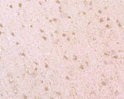 Invitrogen BMAL1 Polyclonal Antibody 100 &mu;L; Unconjugated:Antibodies,